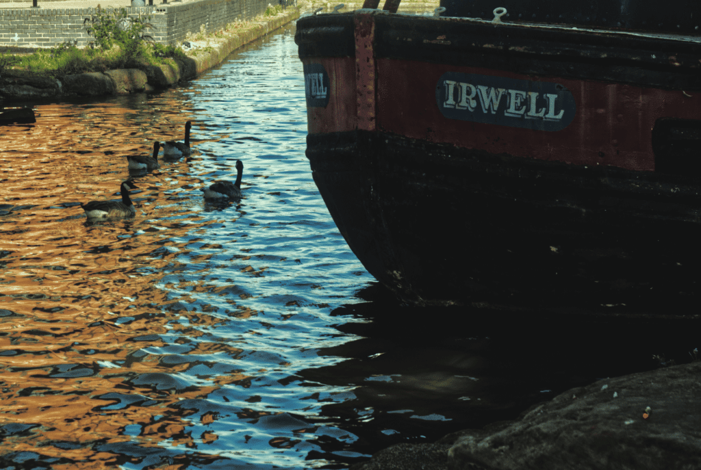 Manchester canal with geese